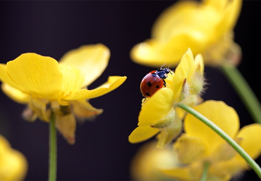 Macro